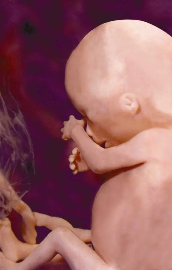 unborn baby in womb at 4 months